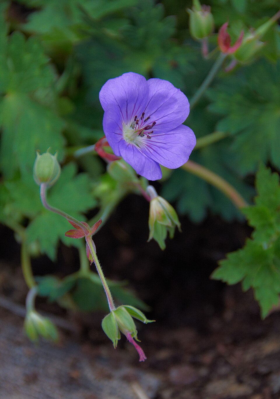 Geranium × 'Rozanne' (Rozanne Cranesbill) (alternate view 4)