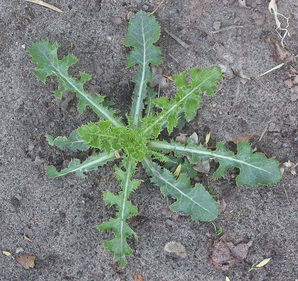Sonchus oleraceus (annual sow thistle) (alternate view 9)