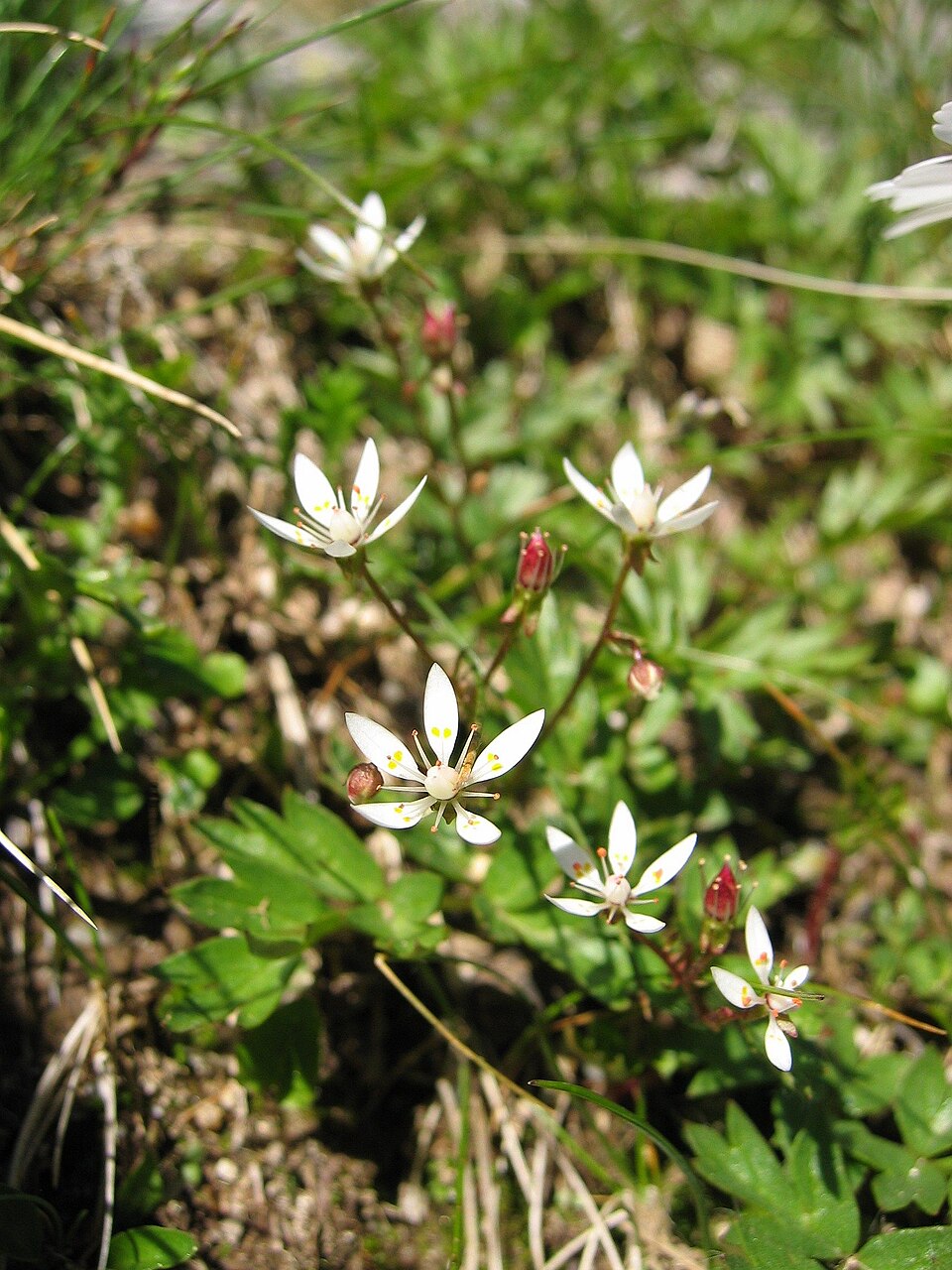Micranthes stellaris (Hairy Kidney-wort)