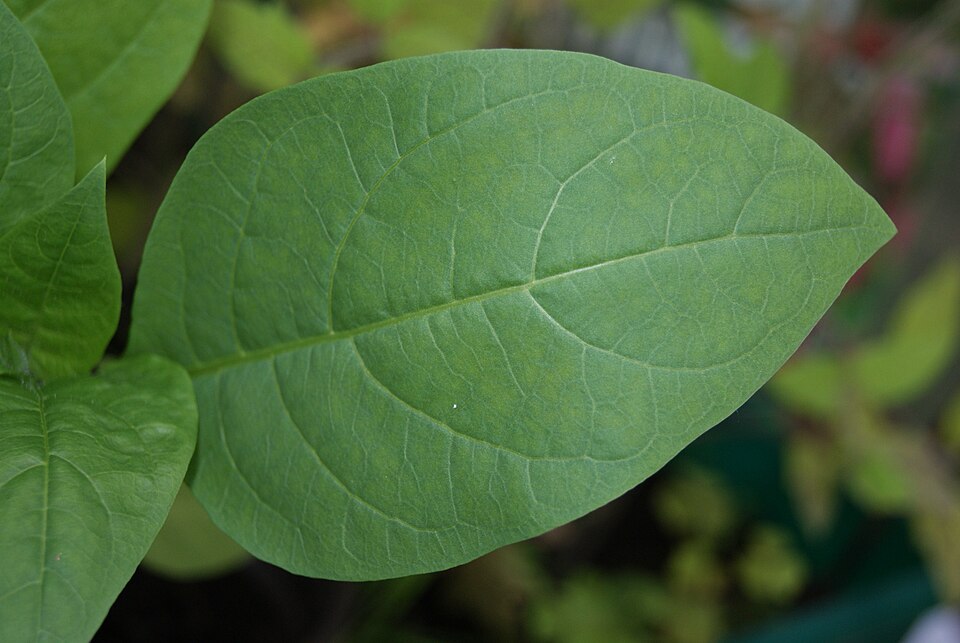 Atropa bella-donna (Deadly Nightshade)
