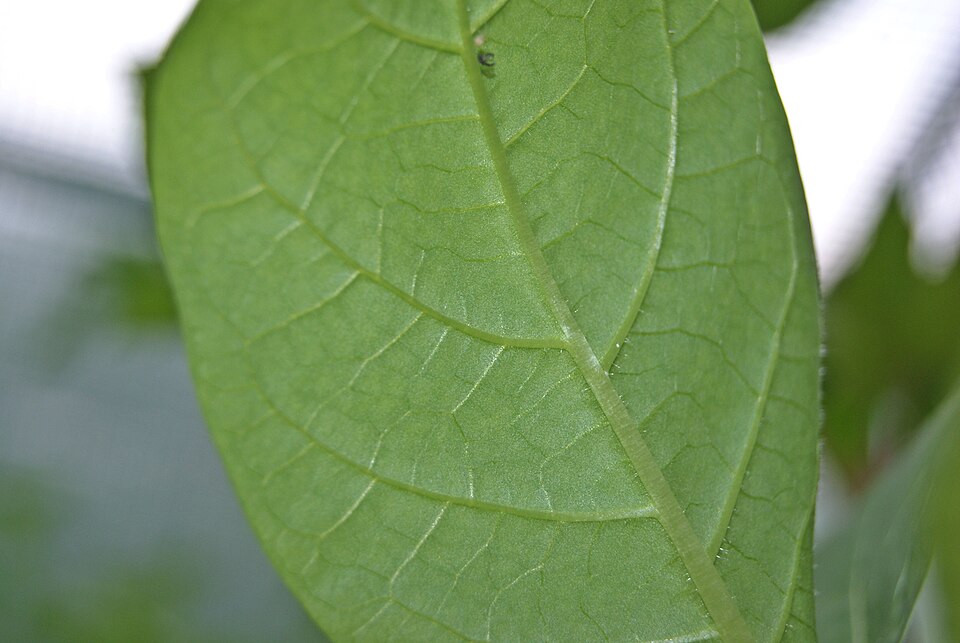 Atropa bella-donna (Deadly Nightshade)