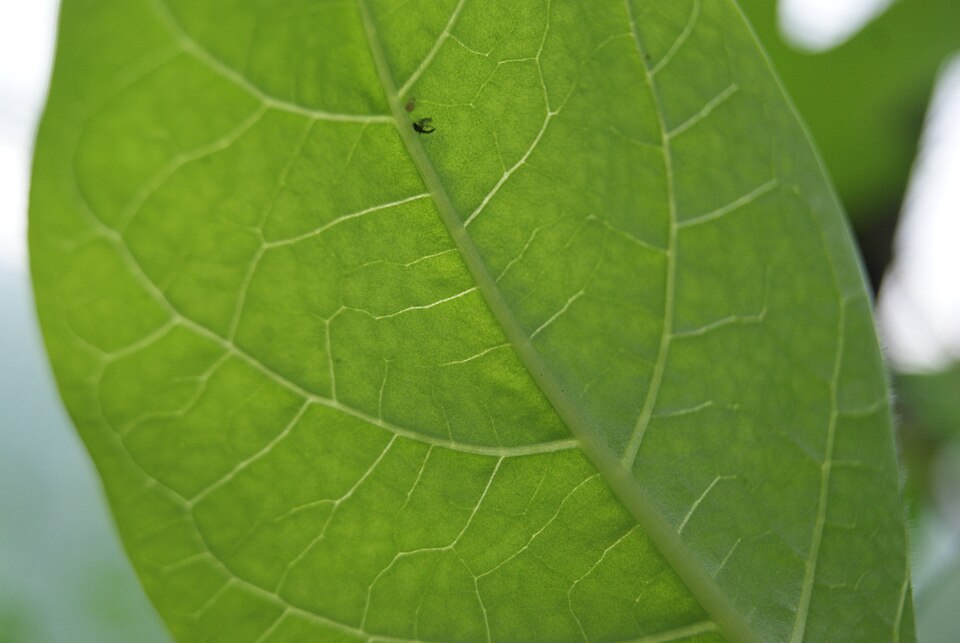 Atropa bella-donna (Deadly Nightshade)