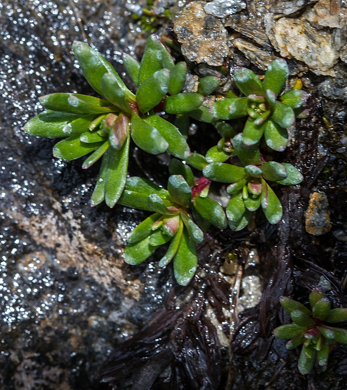 Saxifraga aizoides (Yellow Saxifrage) (alternate view 10)