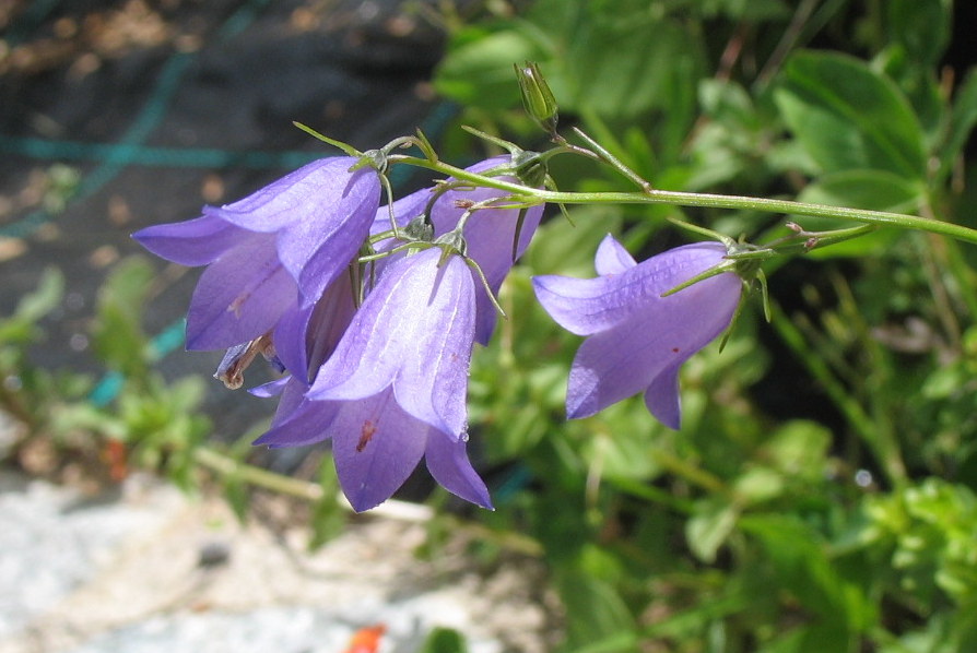 Campanula persicifolia, Peach-leaved bellflower — clumping semi-evergreen (Campanulaceae) (image 7 of 9)