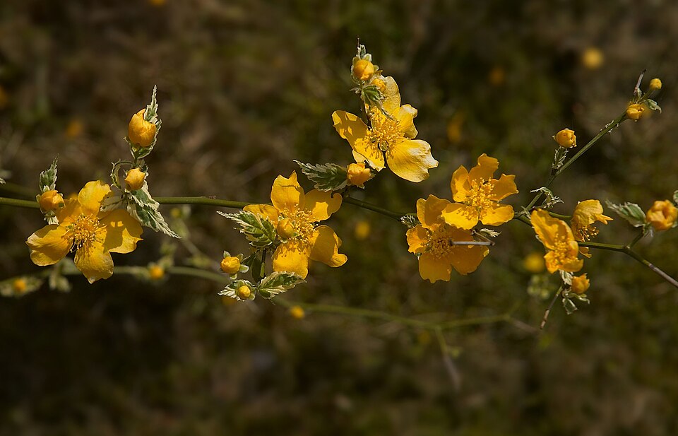 Kerria japonica 'Picta' (Variegated Japanese Kerria)