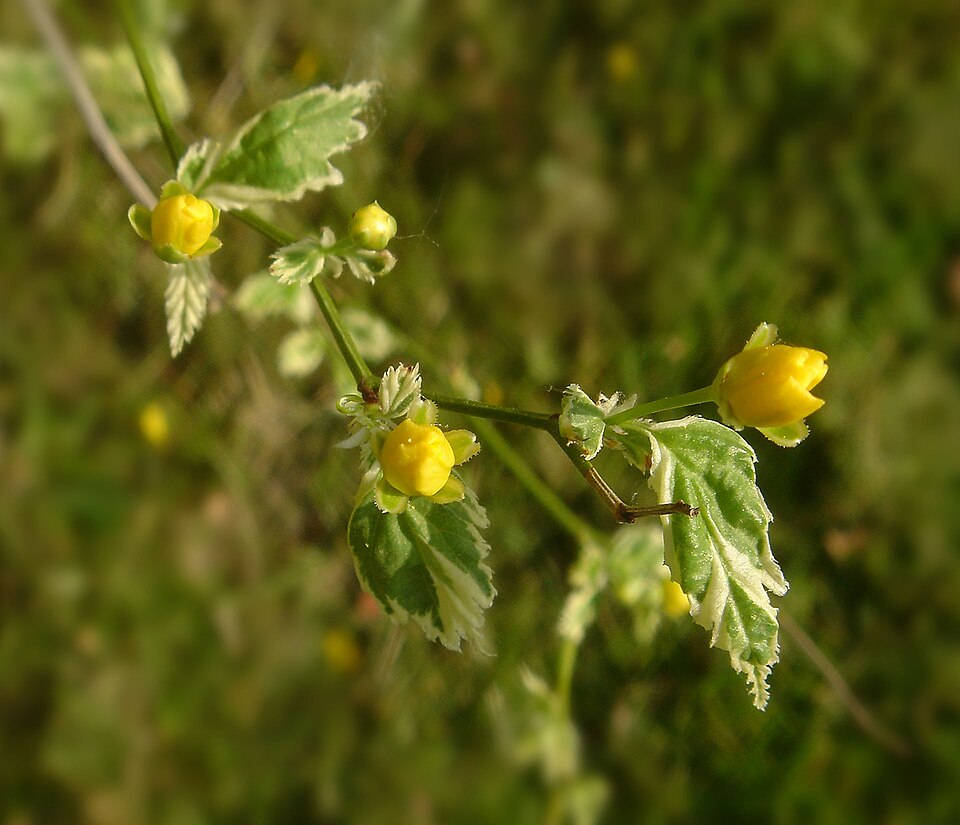 Kerria japonica 'Picta' (Variegated Japanese Kerria) (alternate view 2)