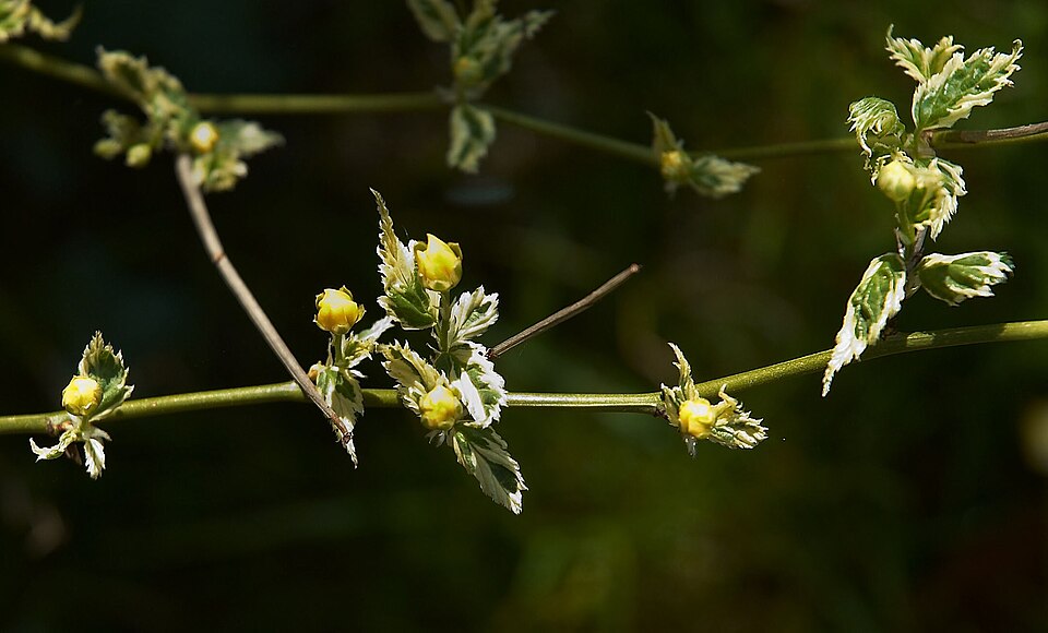 Kerria japonica 'Picta' (Variegated Japanese Kerria) (alternate view 3)