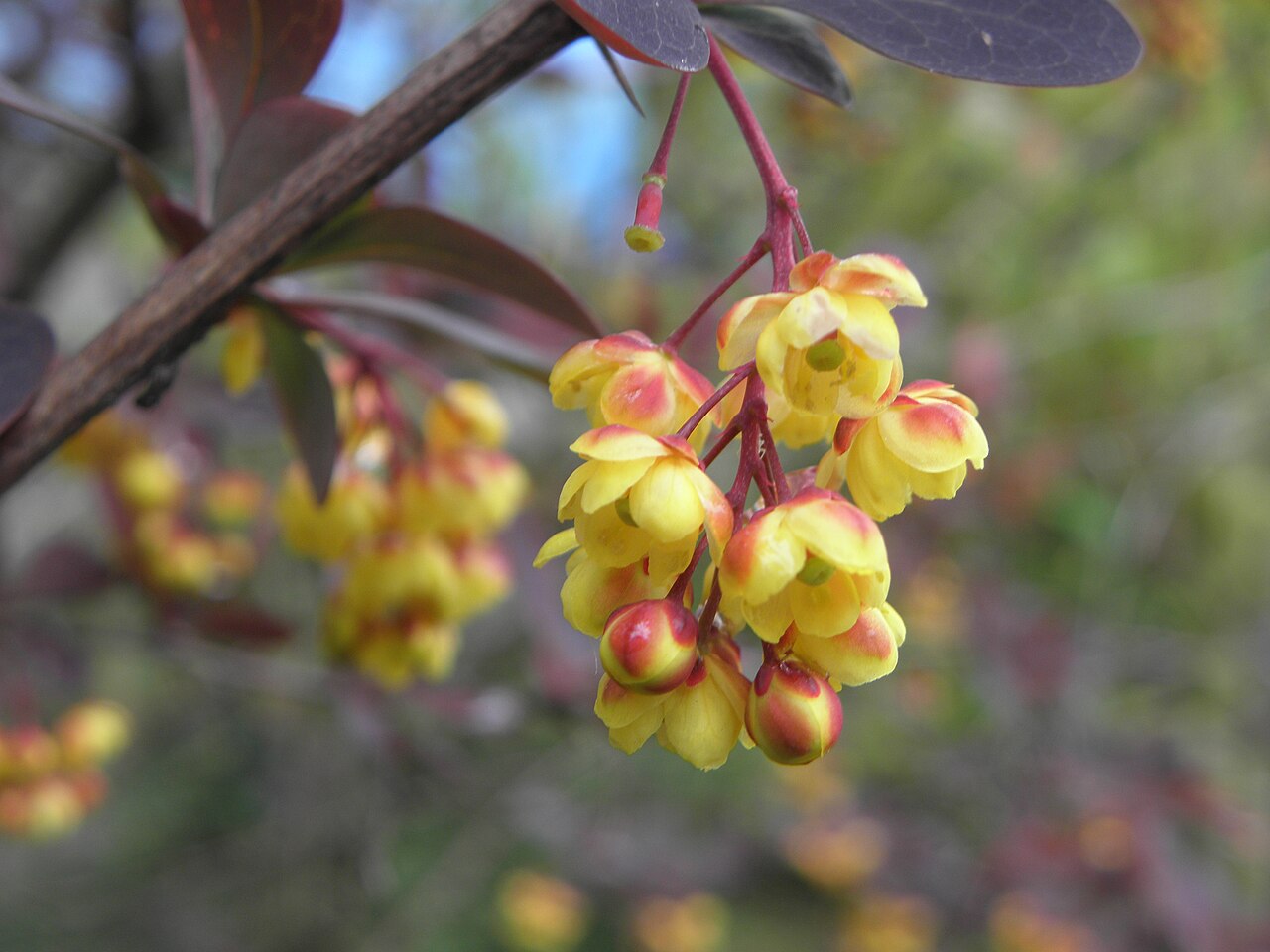 Berberis thunbergii 'Atropurpurea', Purple Japanese barberry — mounding deciduous (Berberidaceae) (image 5 of 10)