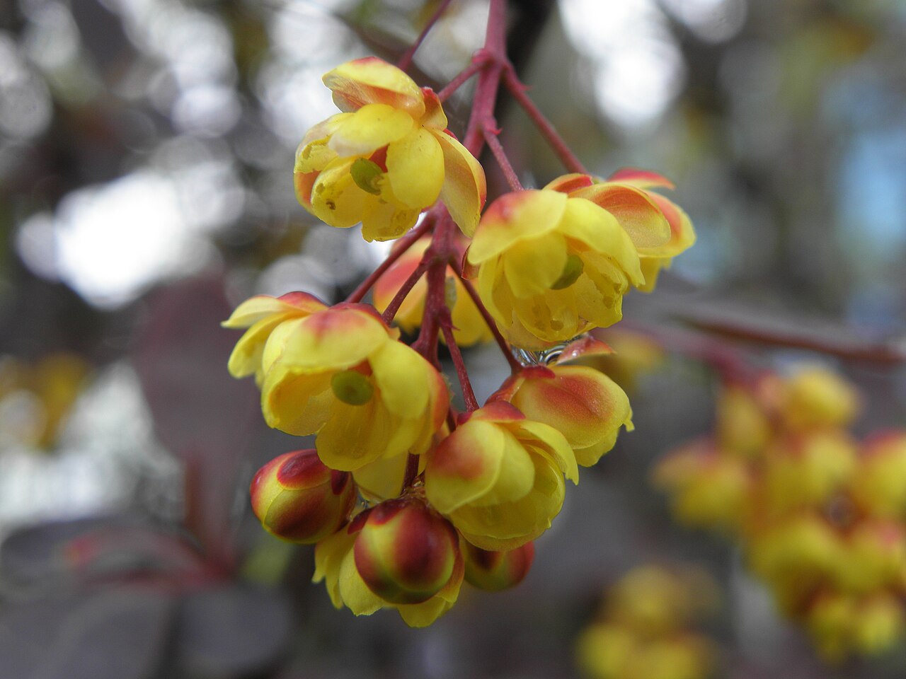 Berberis thunbergii 'Atropurpurea', Purple Japanese barberry — mounding deciduous (Berberidaceae) (image 6 of 10)