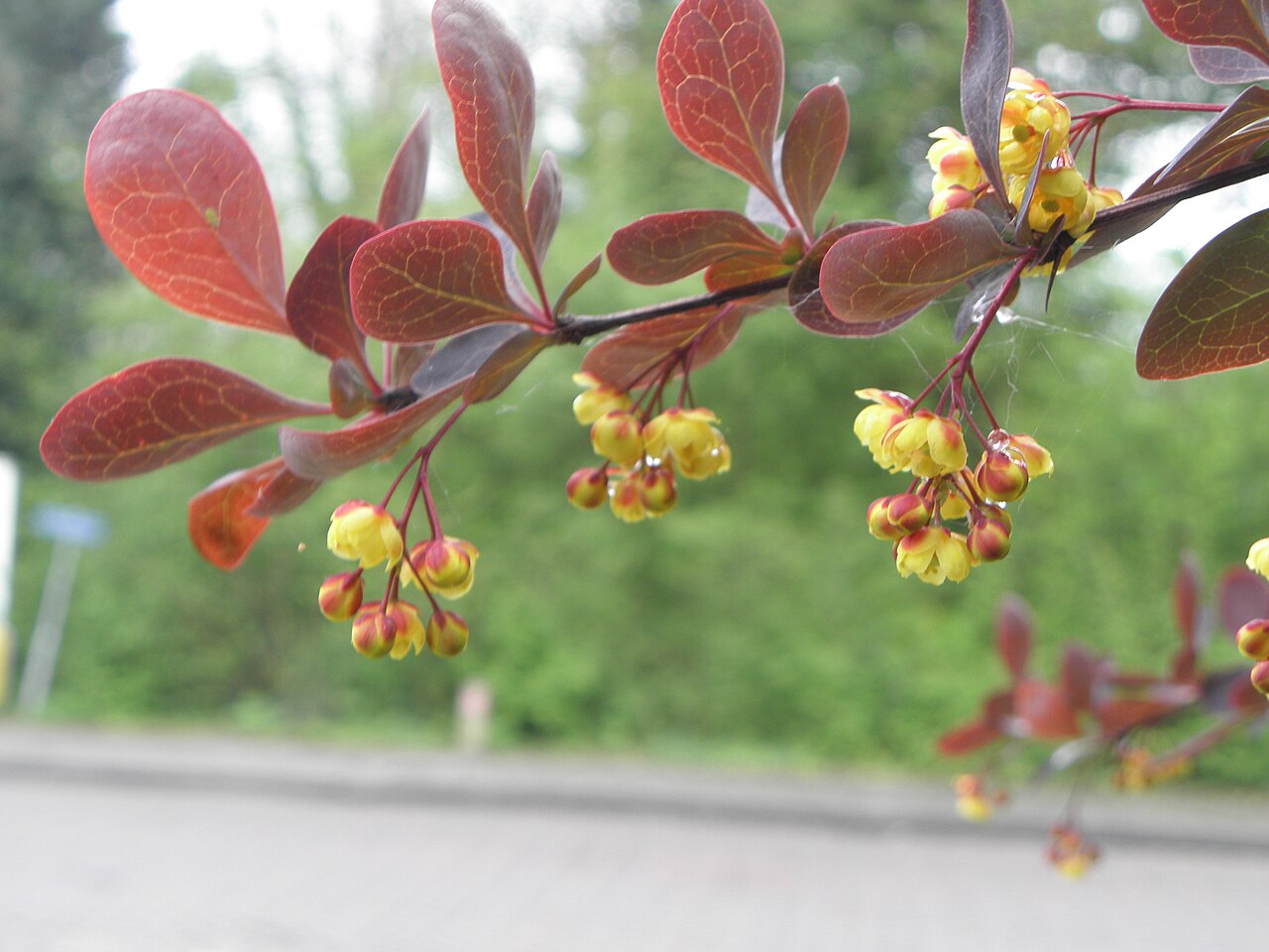 Berberis thunbergii 'Atropurpurea', Purple Japanese barberry — mounding deciduous (Berberidaceae) (image 7 of 10)