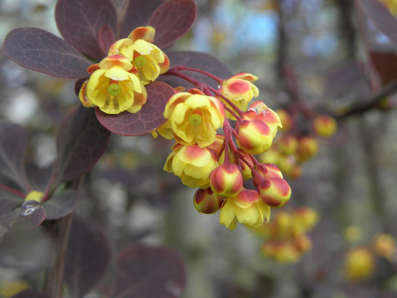 Berberis thunbergii 'Atropurpurea', Purple Japanese barberry — mounding deciduous (Berberidaceae) (image 8 of 10)