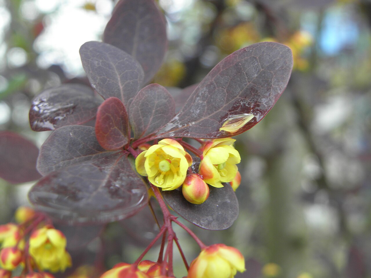 Berberis thunbergii 'Atropurpurea', Purple Japanese barberry — mounding deciduous (Berberidaceae) (image 9 of 10)