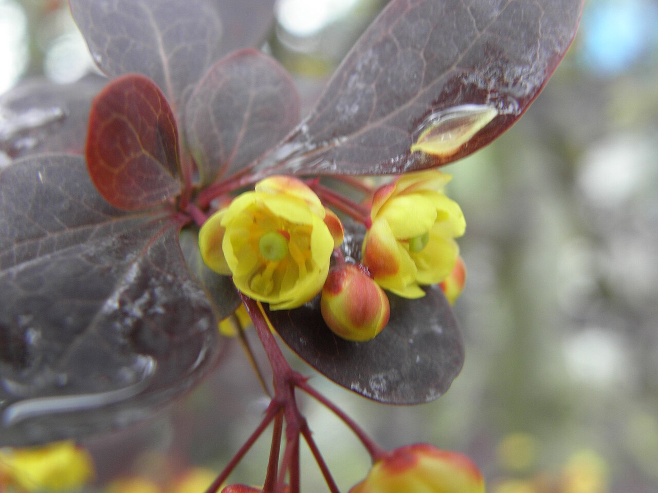Berberis thunbergii 'Atropurpurea', Purple Japanese barberry — mounding deciduous (Berberidaceae) (image 10 of 10)