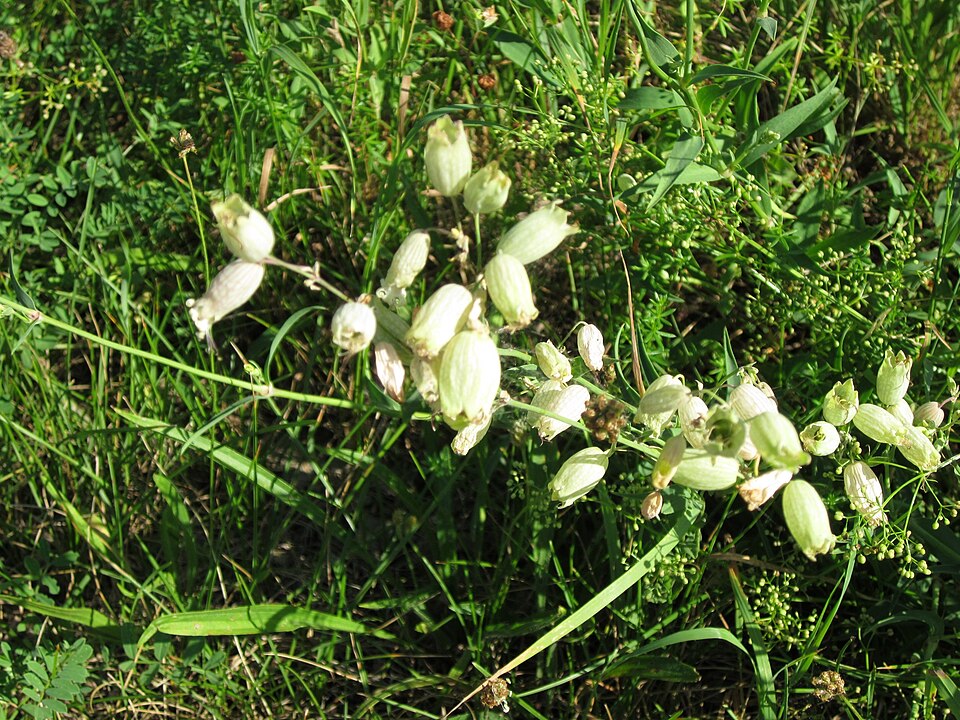 Silene vulgaris (bladder campion)