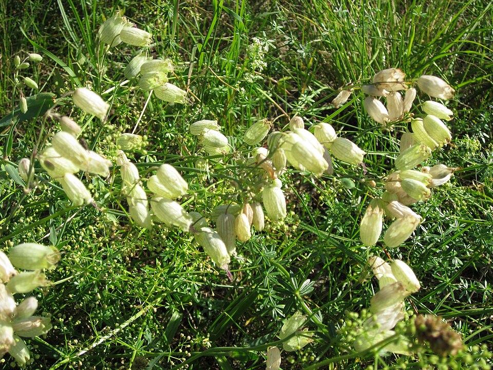 Silene vulgaris (bladder campion)
