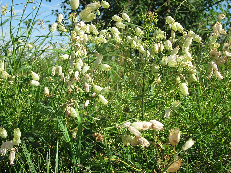 Silene vulgaris (bladder campion)