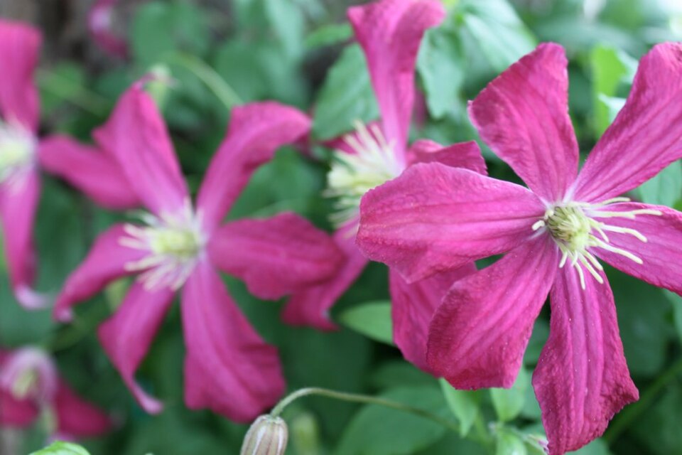 Clematis 'Madame Julia Correvon' (Madame Julia Correvon) (alternate view 2)