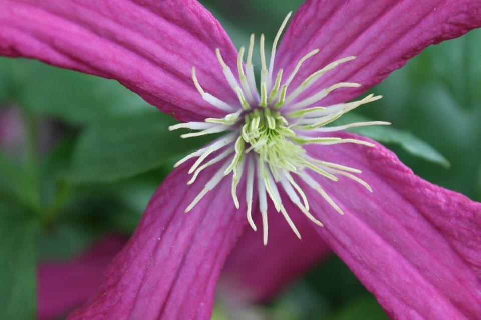 Clematis 'Madame Julia Correvon' (Madame Julia Correvon) (alternate view 3)