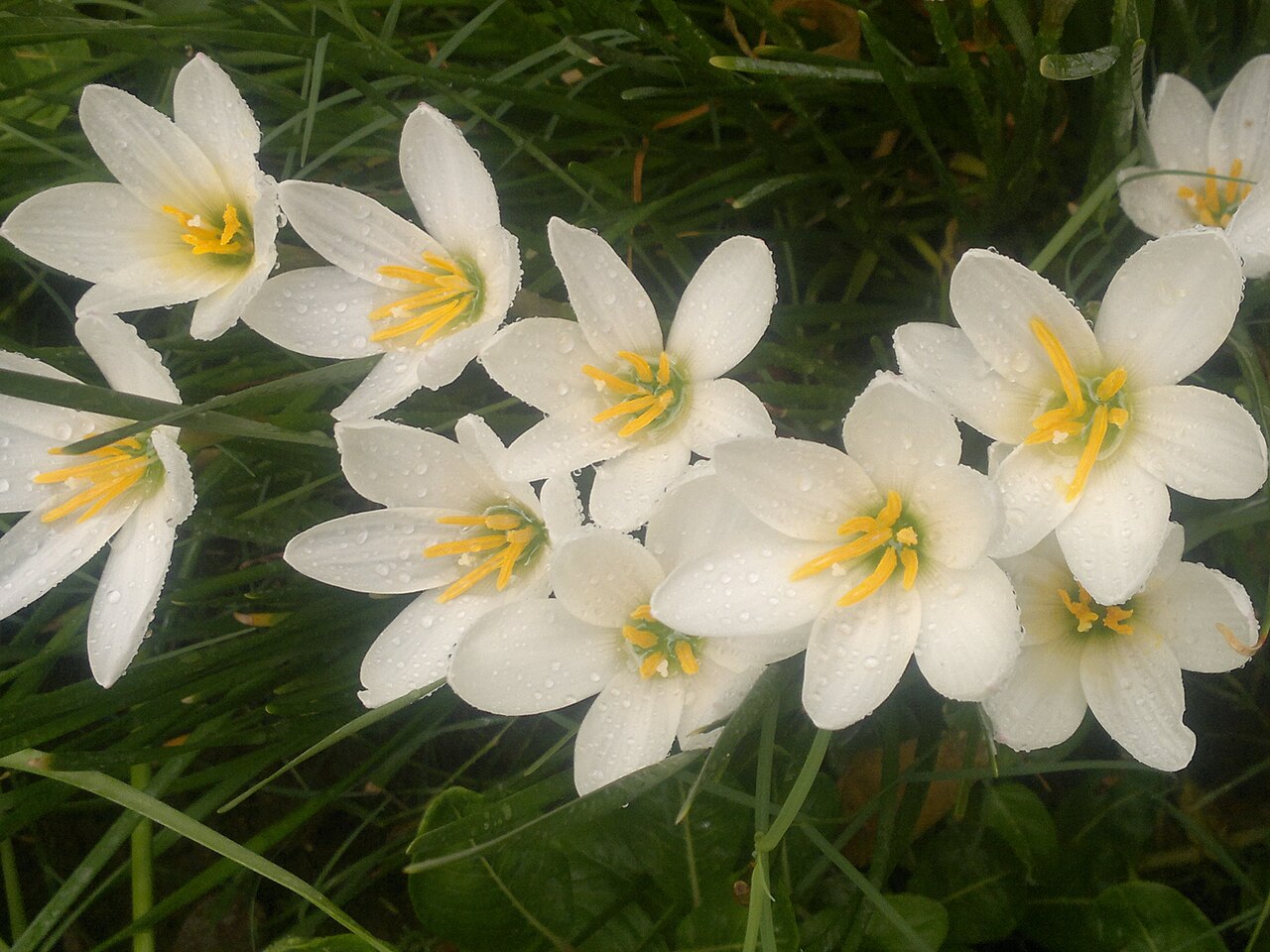 Zephyranthes candida, White rain lily — clumping semi-evergreen (Amaryllidaceae) (image 5 of 10)