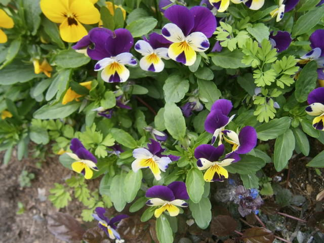 Viola × williamsii (Horned pansy) (alternate view 3)