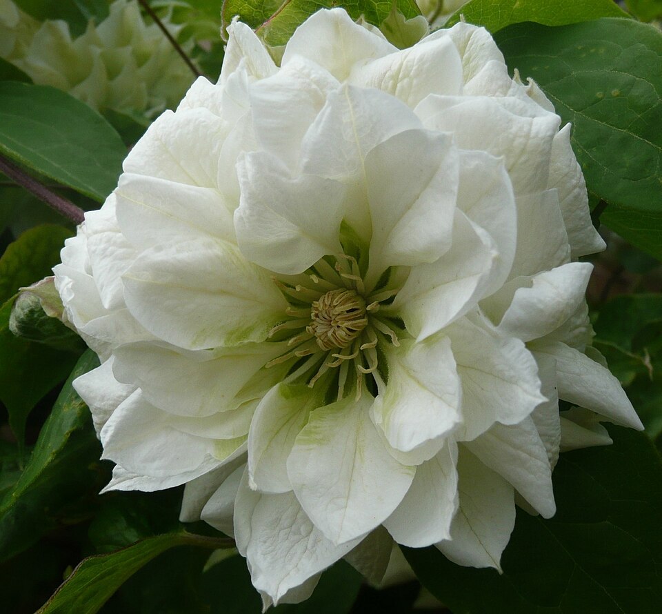 Clematis 'Duchess of Edinburgh' (Duchess of Edinburgh Clematis)