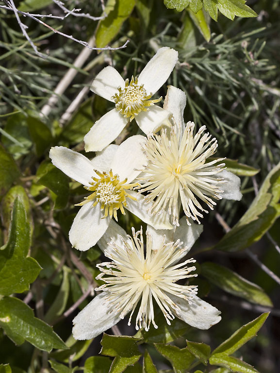 Clematis lasiantha (Pipestem Clematis) (alternate view 10)