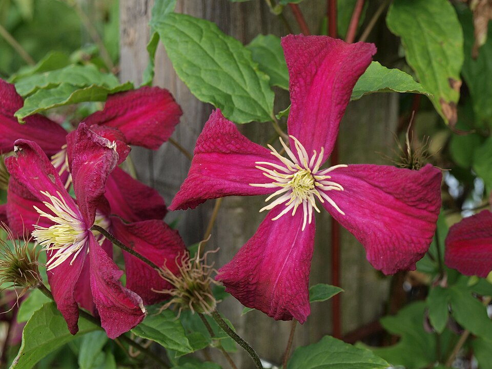 Clematis × 'Niobe' (Niobe Clematis) (alternate view 3)
