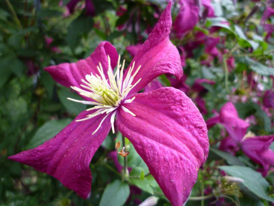 Clematis 'Madame Julia Correvon' (Madame Julia Correvon) (alternate view 4)
