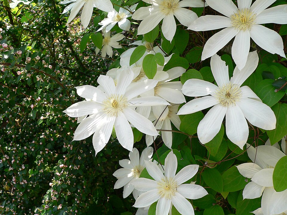 Clematis × 'Henryi' (Henryi Clematis) (alternate view 4)