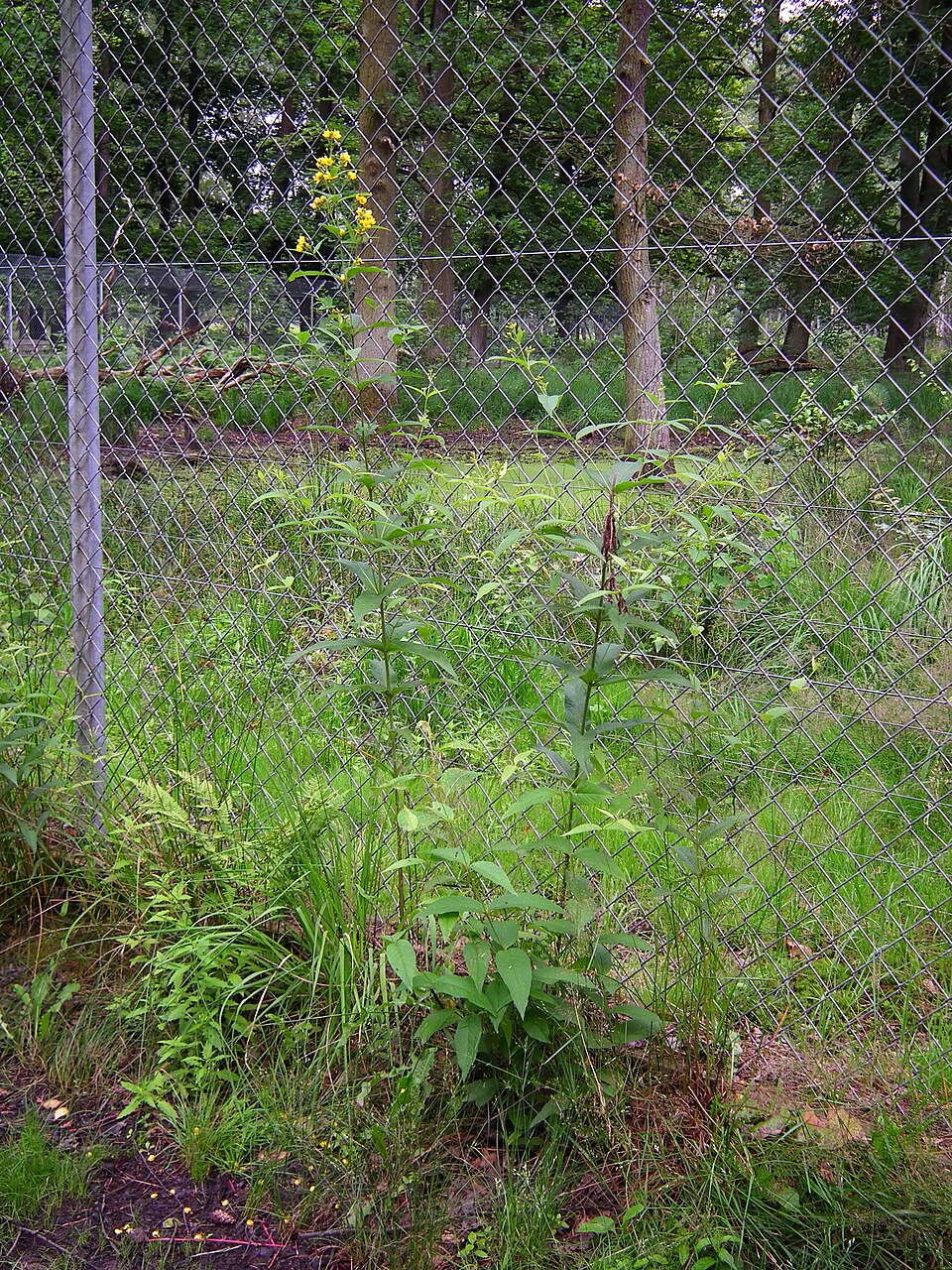 Lysimachia vulgaris (Yellow Loosestrife)