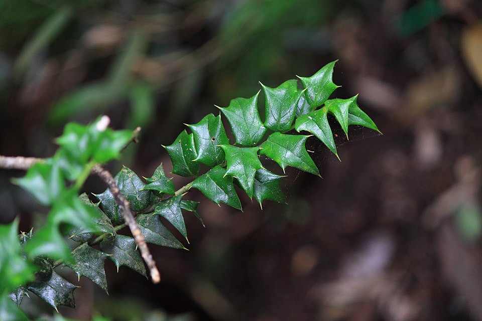 Ilex cornuta (Chinese holly) (alternate view 3)