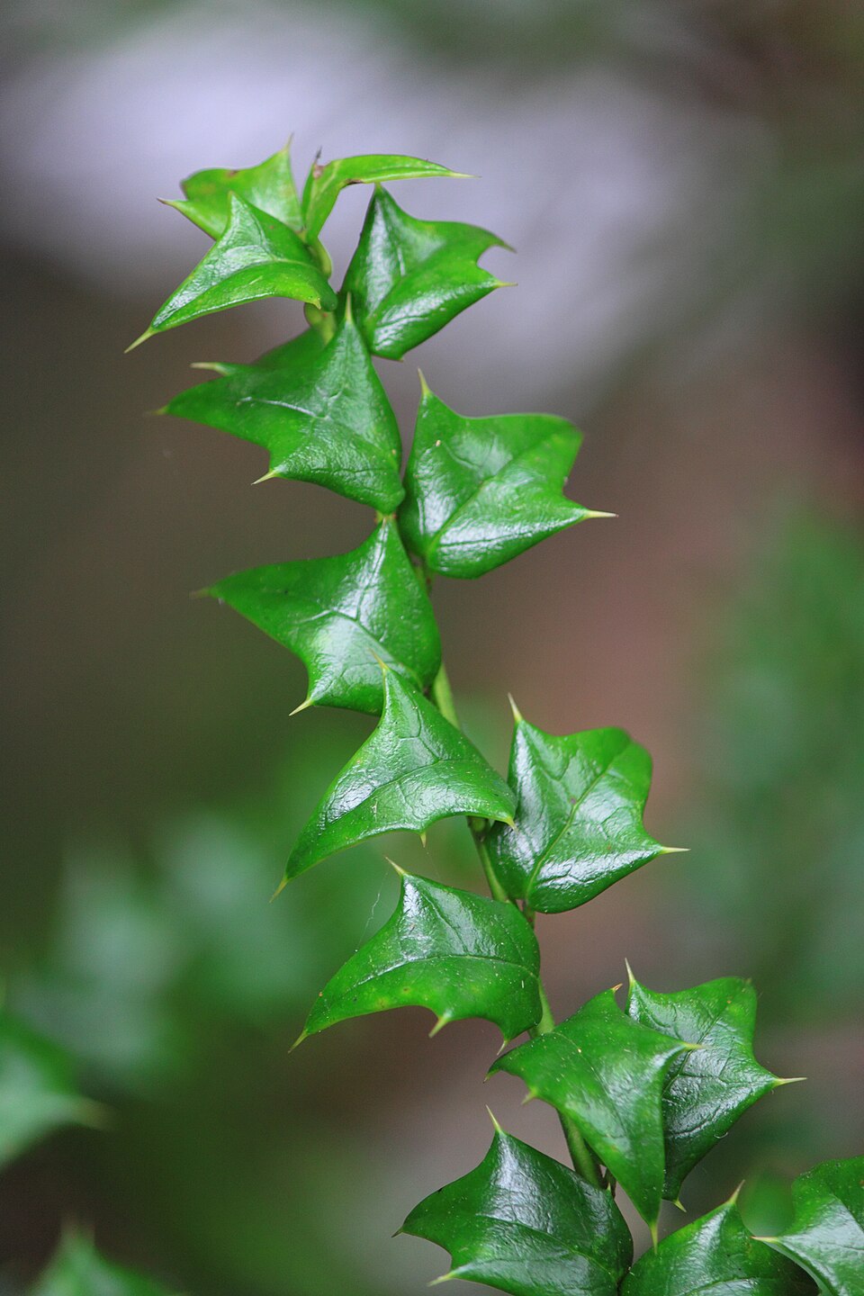 Ilex cornuta (Chinese holly) (alternate view 4)