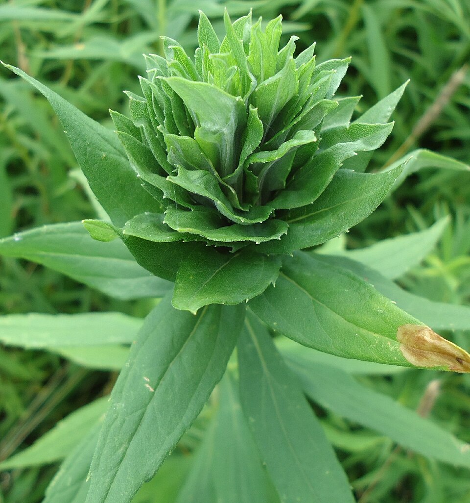 Solidago altissima (tall goldenrod)