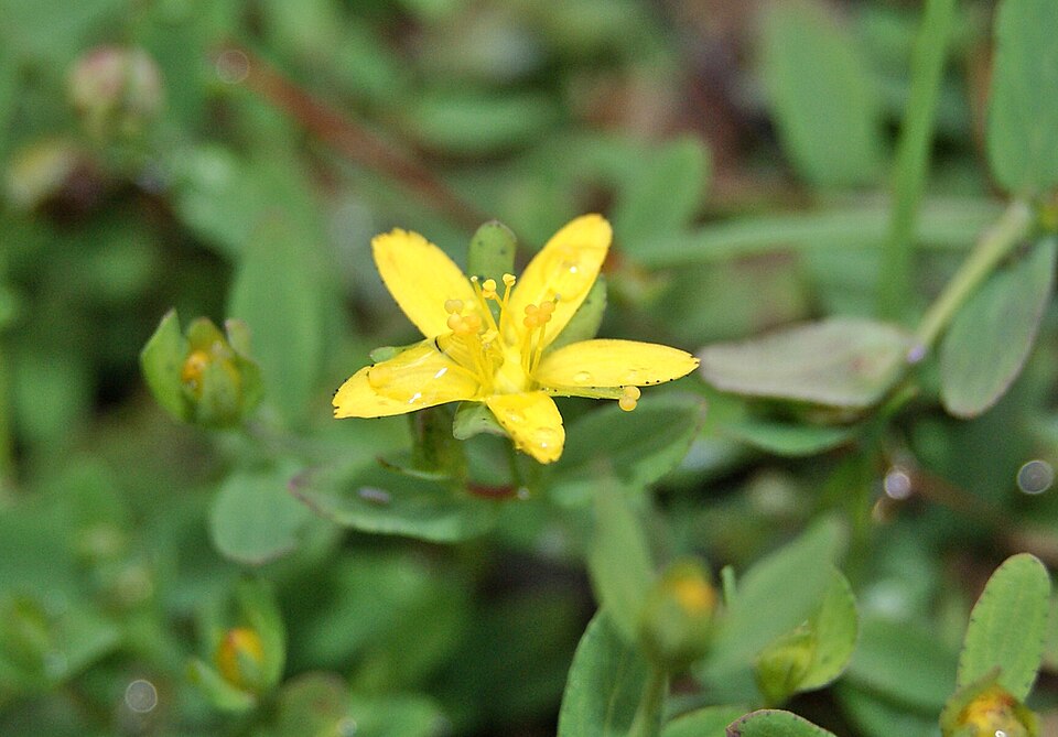 Hypericum humifusum (Trailing St John's-wort) (alternate view 6)
