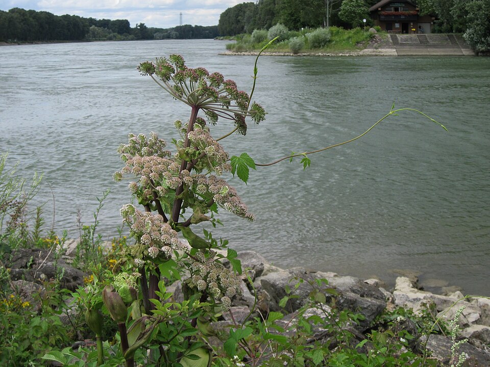 Angelica sylvestris (Wild Angelica)