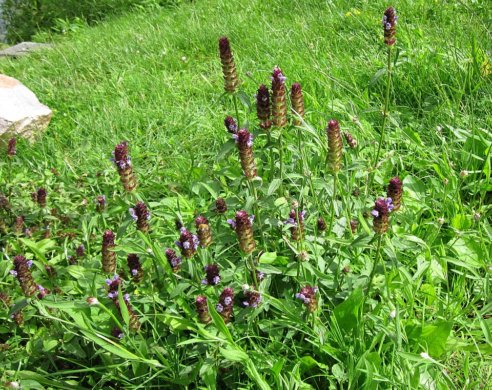 Prunella vulgaris (self heal)