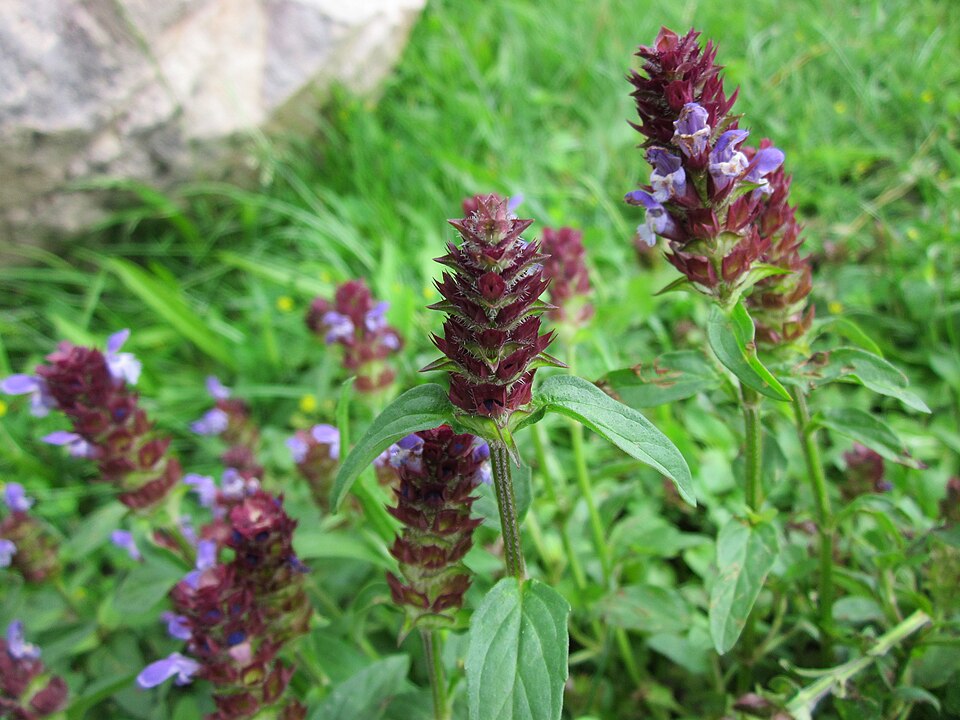 Prunella vulgaris (self heal)
