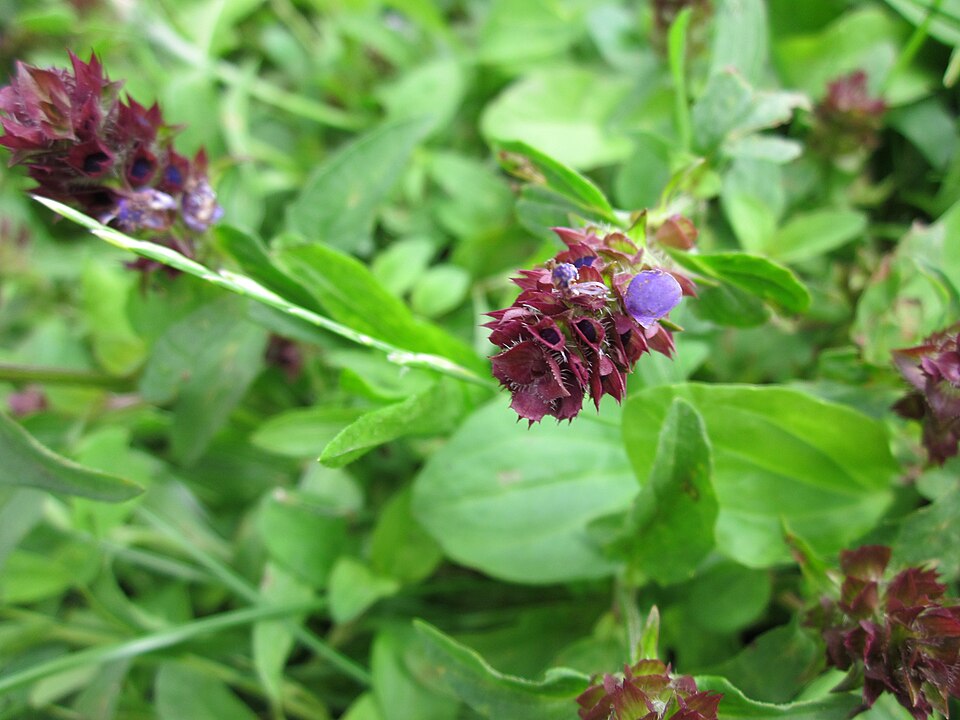 Prunella vulgaris (self heal)