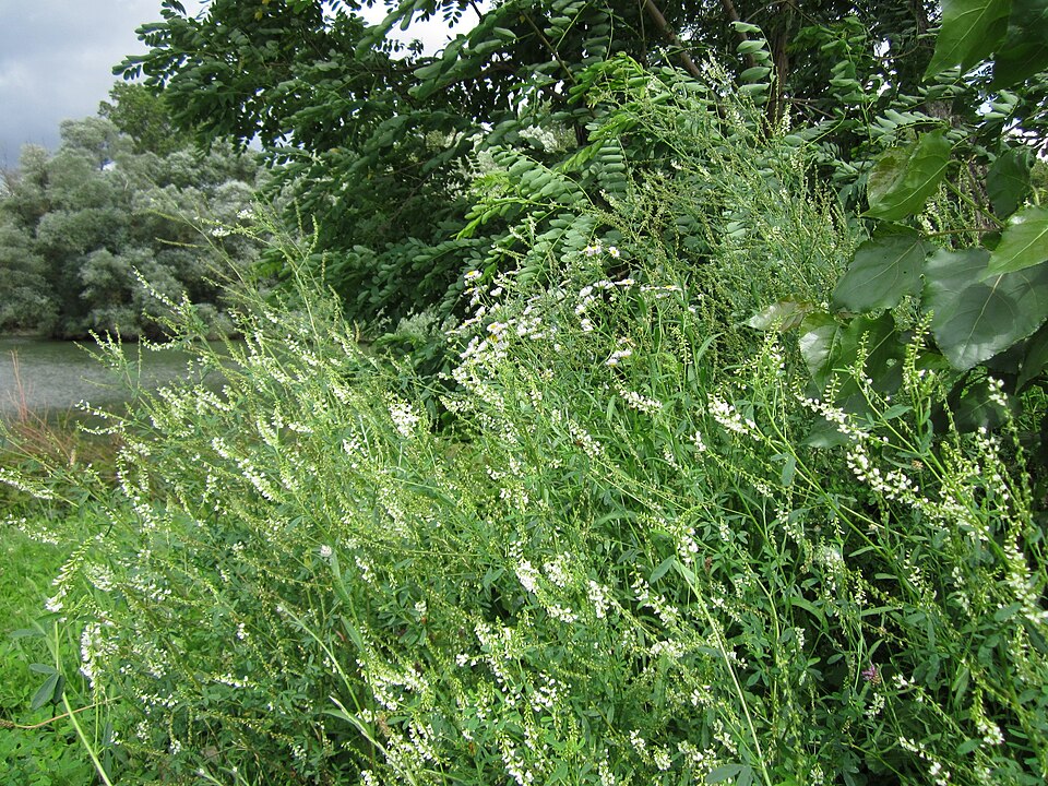 Melilotus albus (White Sweetclover)