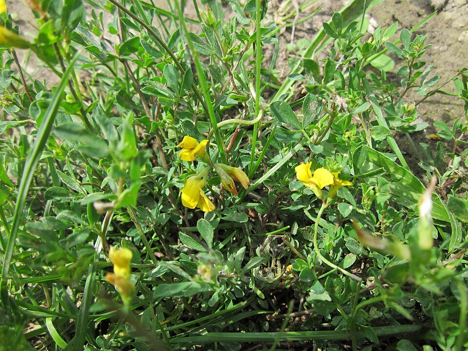Lotus corniculatus (bird's-foot trefoil) (alternate view 9)