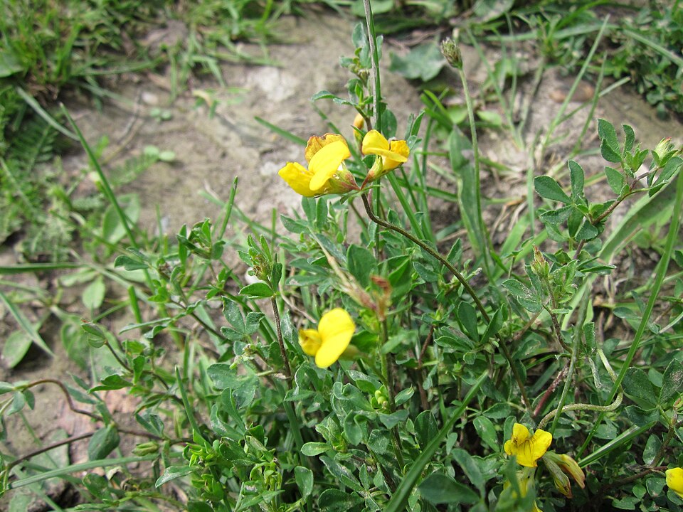 Lotus corniculatus (bird's-foot trefoil) (alternate view 10)