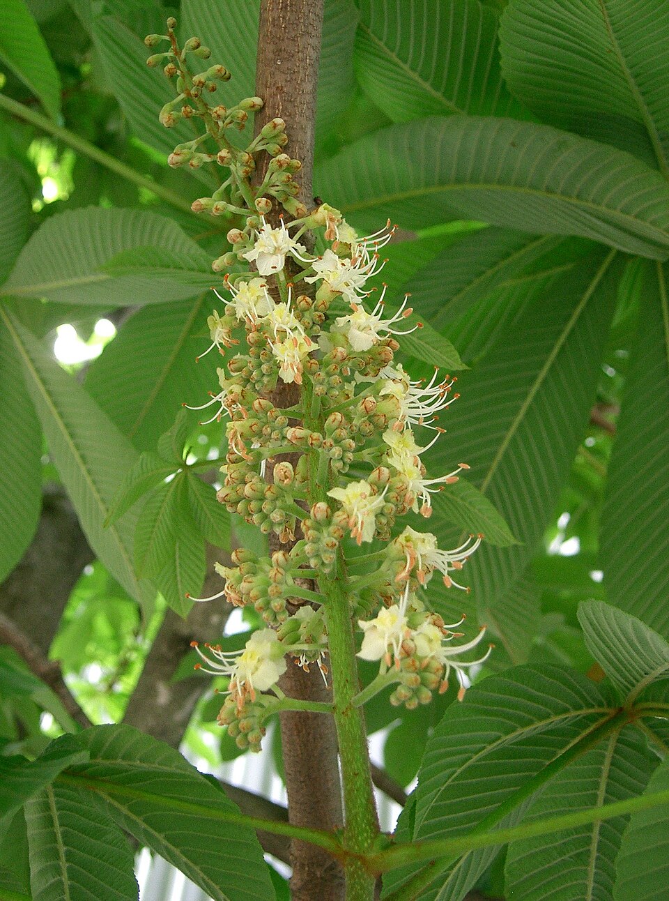 Aesculus turbinata (Japanese Horse Chestnut) (alternate view 10)