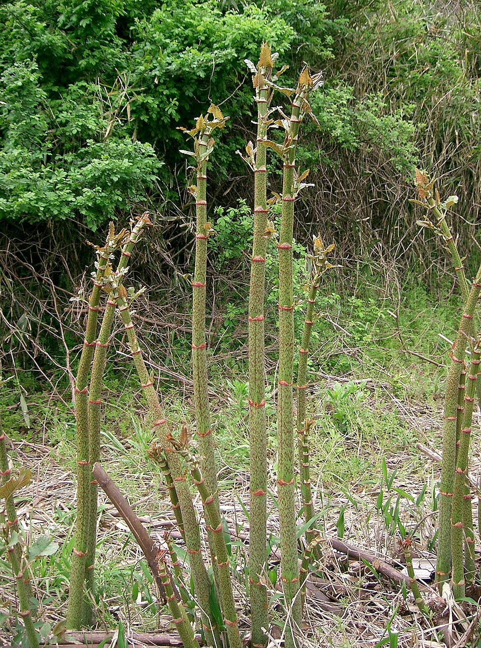 Reynoutria japonica (Japanese knotweed)