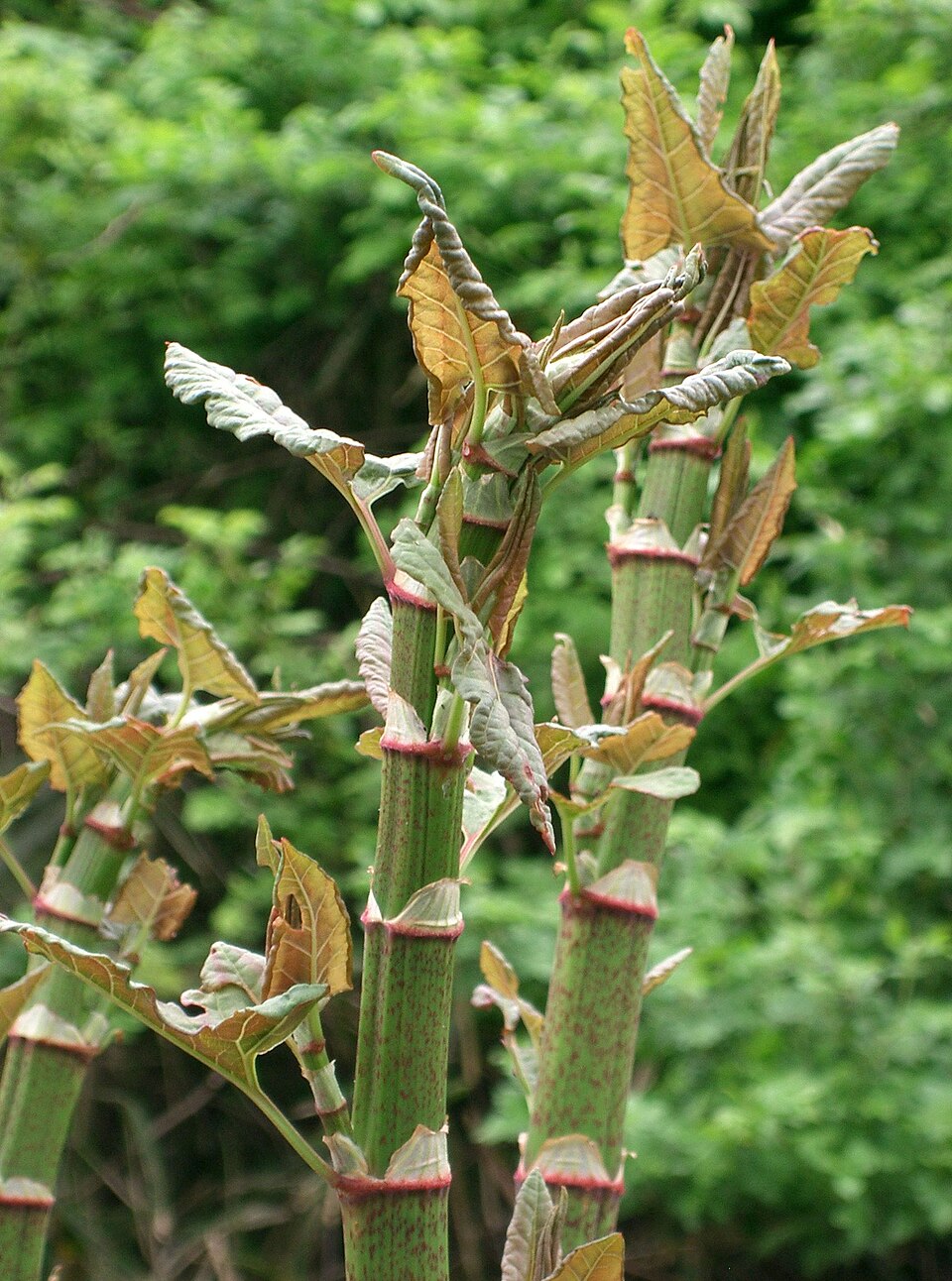 Reynoutria japonica (Japanese knotweed)