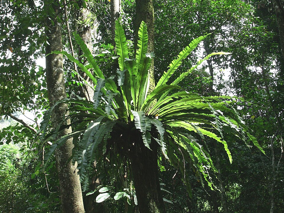 Asplenium nidus (Bird's Nest Fern) (alternate view 5)