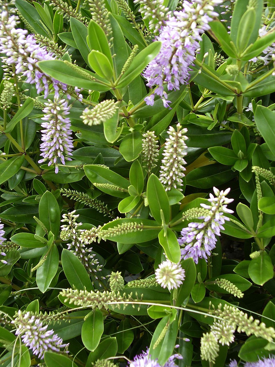 Veronica speciosa (New Zealand hebe)