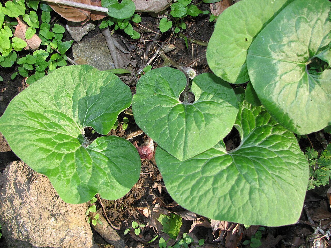 Asarum canadense, Canadian wild ginger — spreading deciduous (Aristolochiaceae) (image 1 of 10)