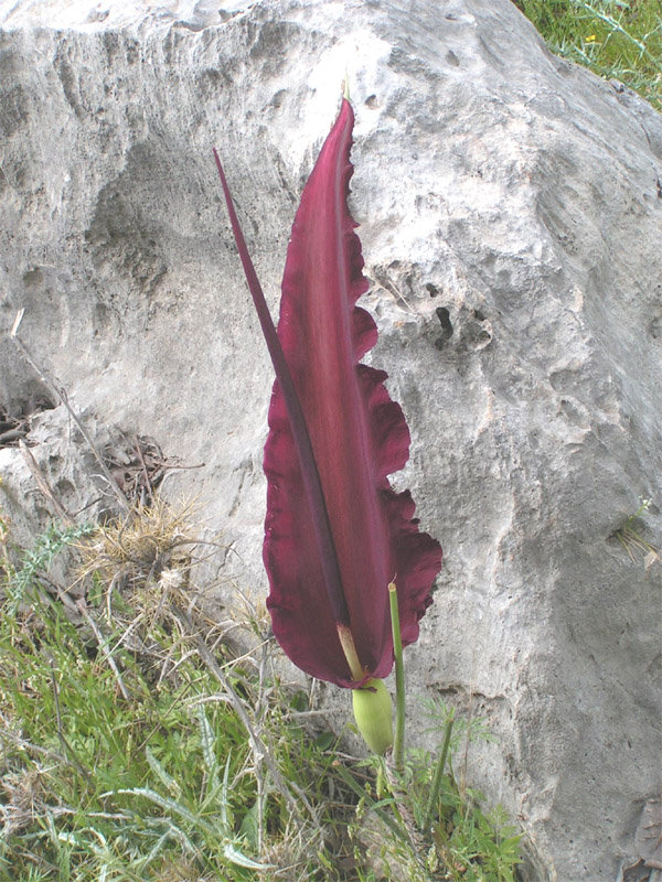 Dracunculus vulgaris (dragon arum) (alternate view 9)