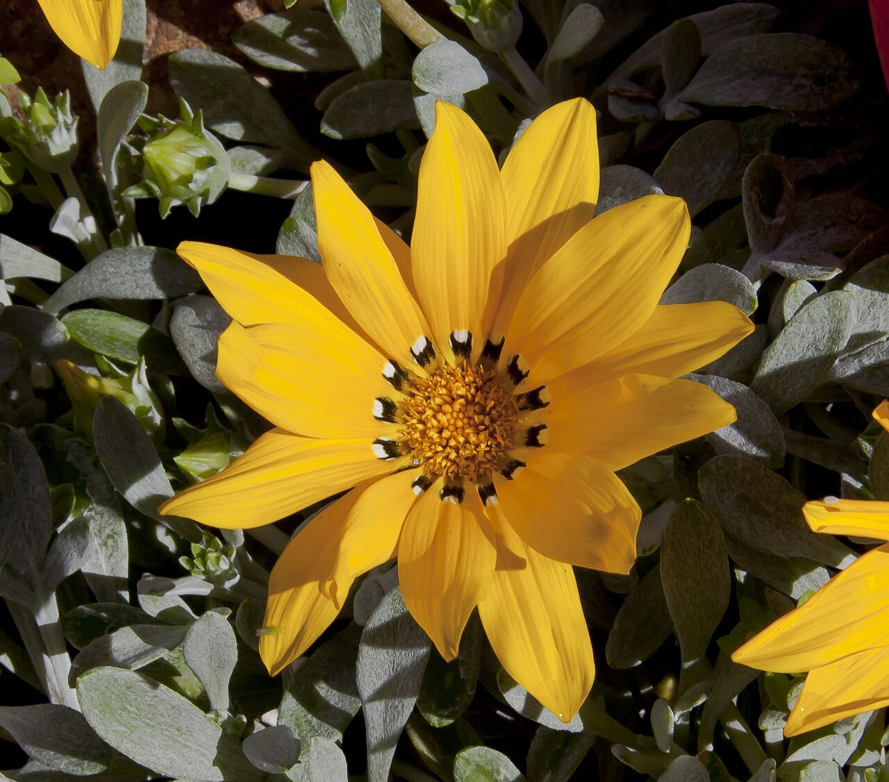 Gazania rigens, Treasure flower — spreading evergreen (Asteraceae) (image 7 of 9)
