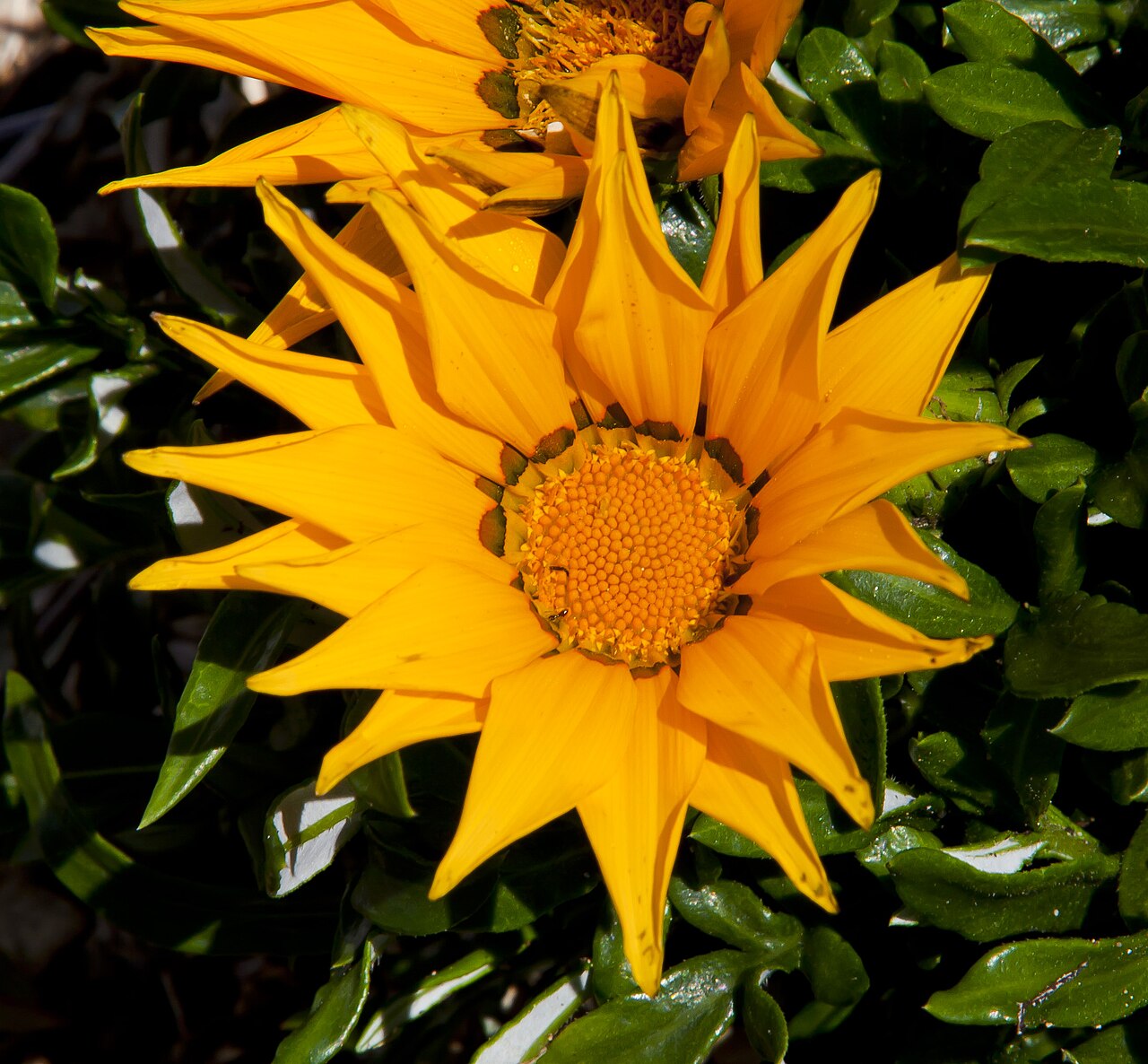 Gazania rigens, Treasure flower — spreading evergreen (Asteraceae) (image 8 of 9)